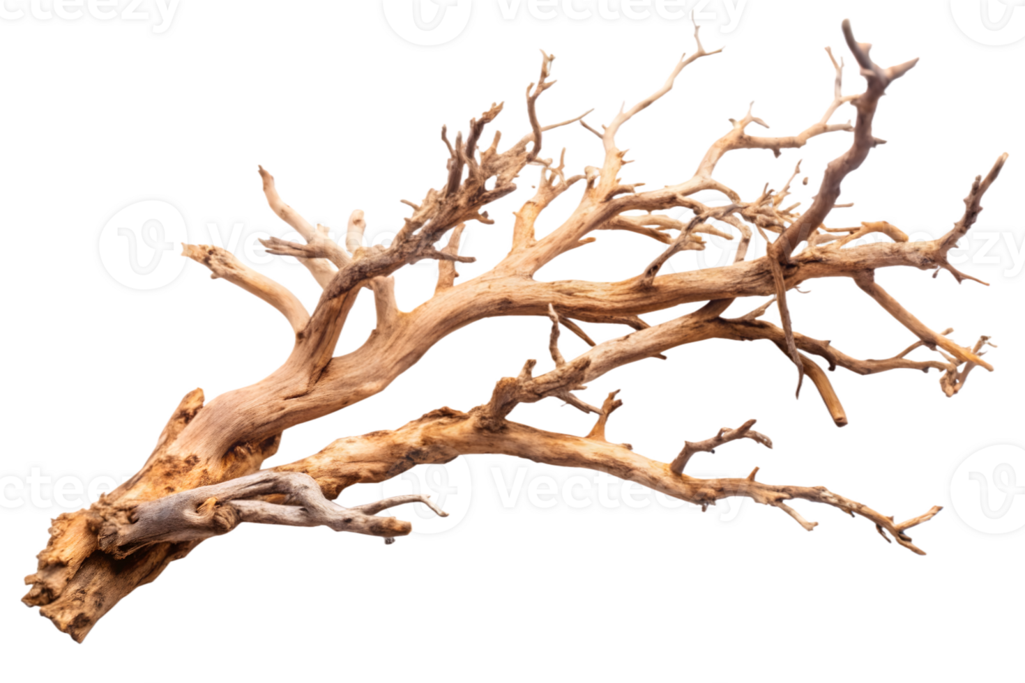Brown Manzanita Tree Branches with Transparent Background for Decorative Use png
