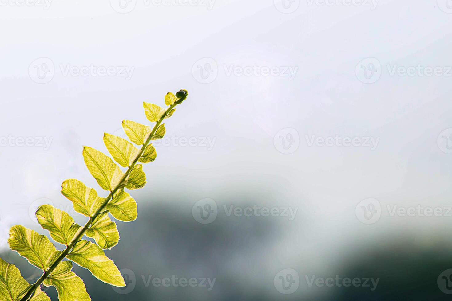Fresh green fern leaves on the black background photo
