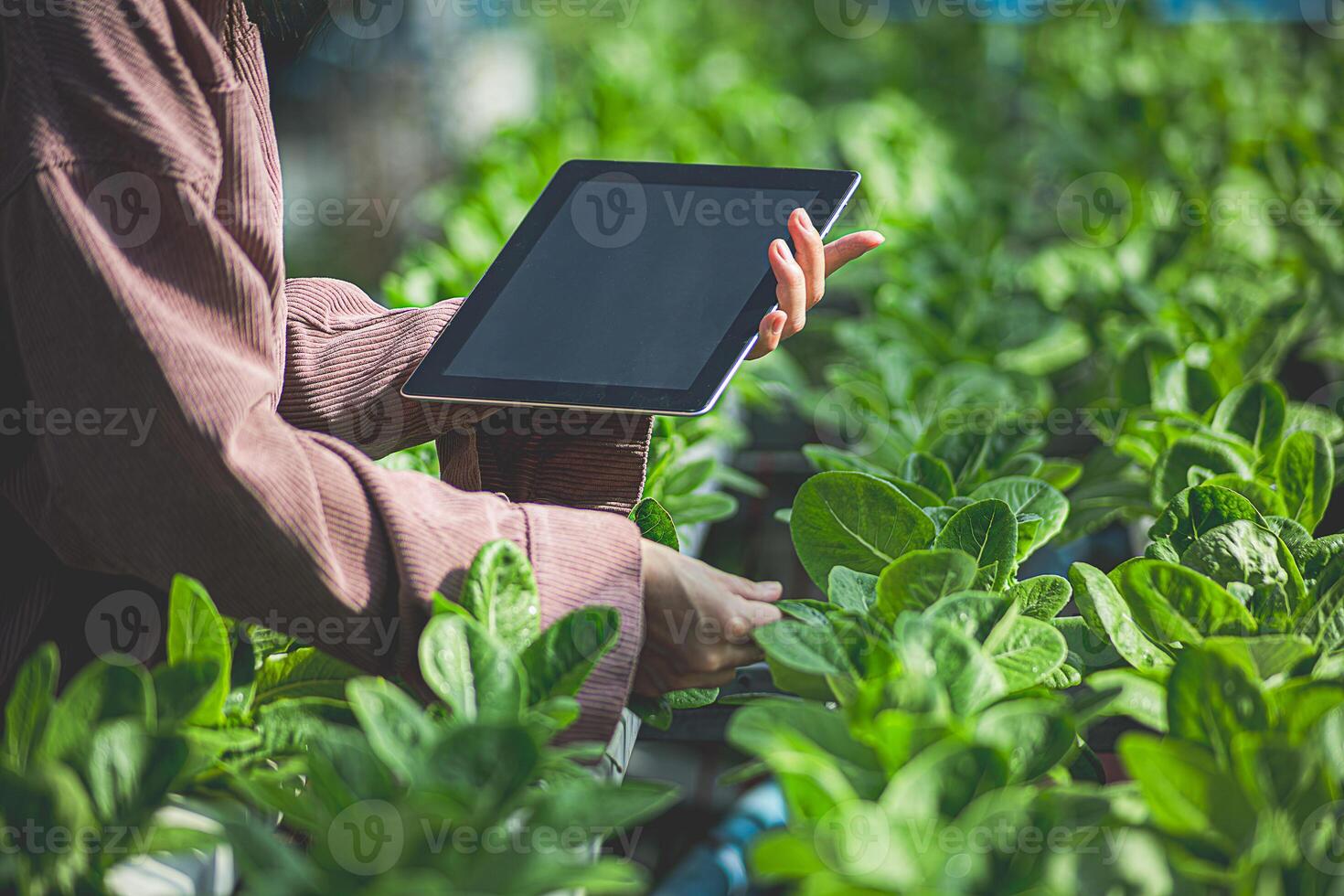 Female farmer inspecting her smart farm grain field. technology and send data to the cloud from the tablet. photo
