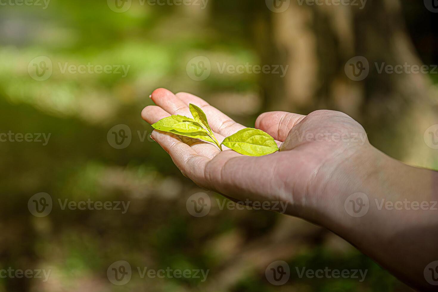 Hand holding a fresh tea leaf. photo