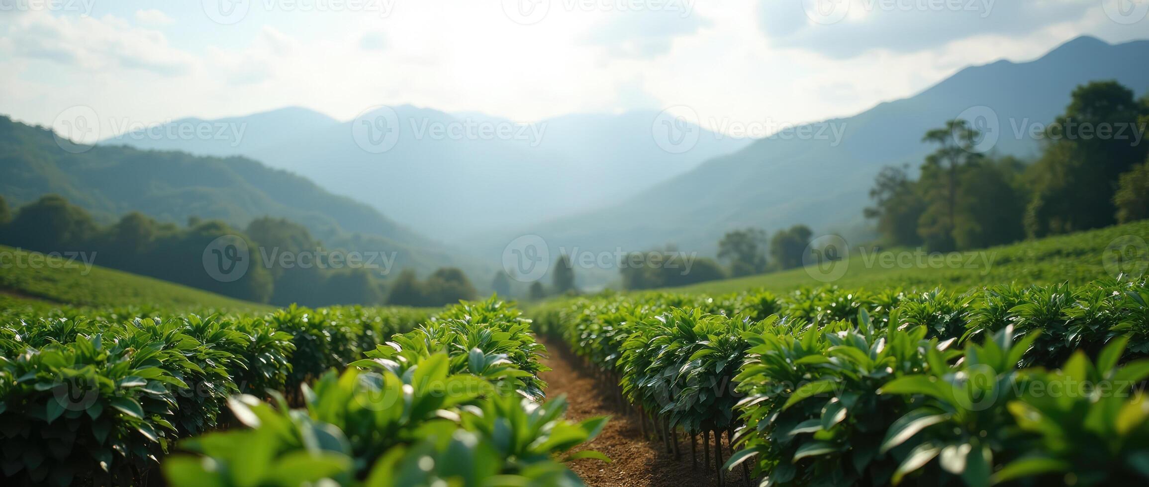 A field of green plants with mountains in the background photo