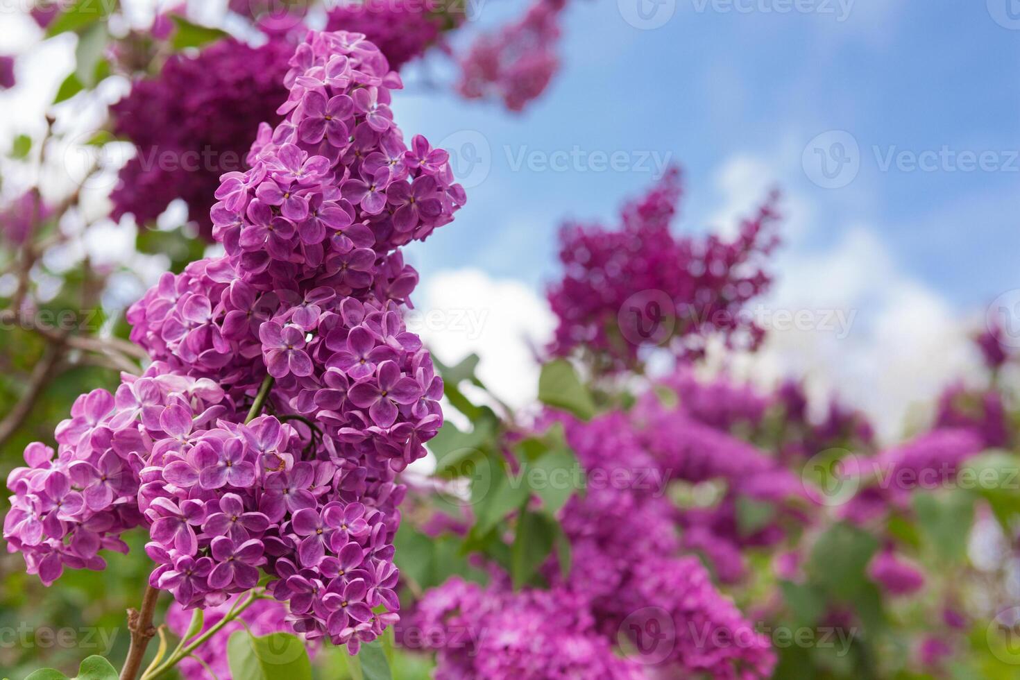 Spring bright background with purple lilac branches and sky photo