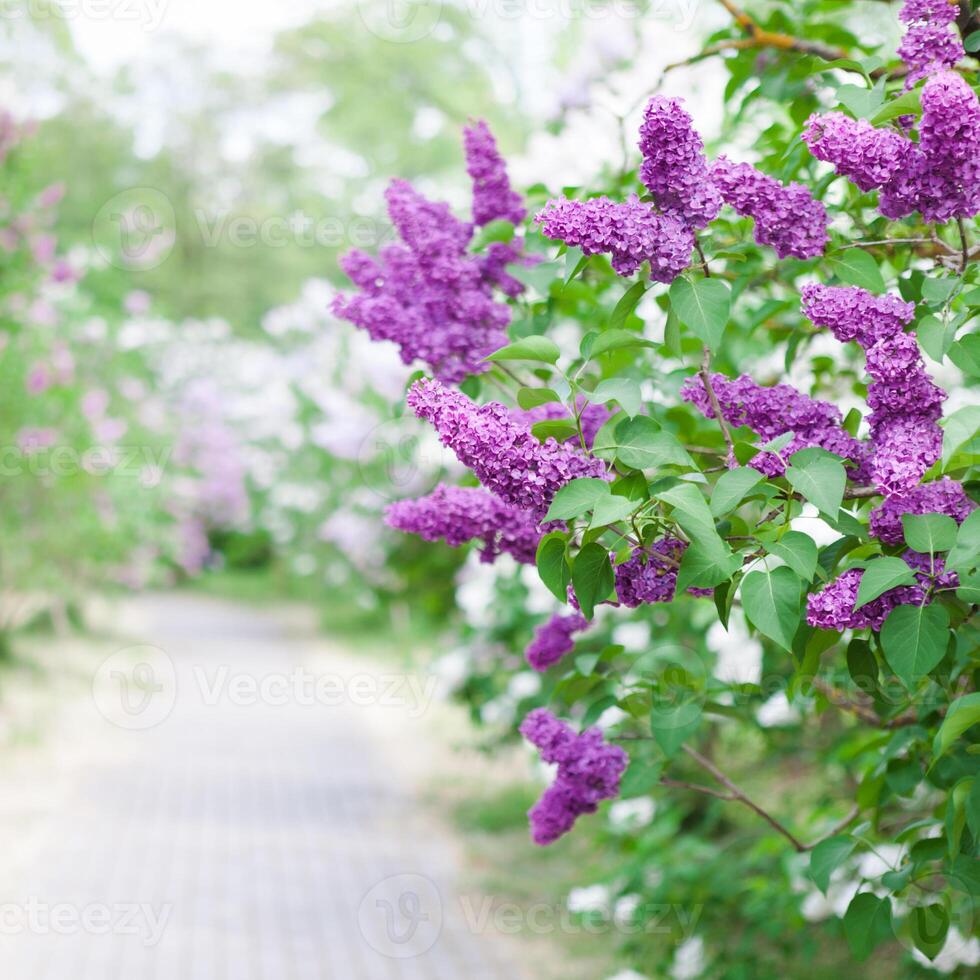 Spring bright square background with blooming garden of white and violet lilac shrubs with fresh green leaves and branches photo