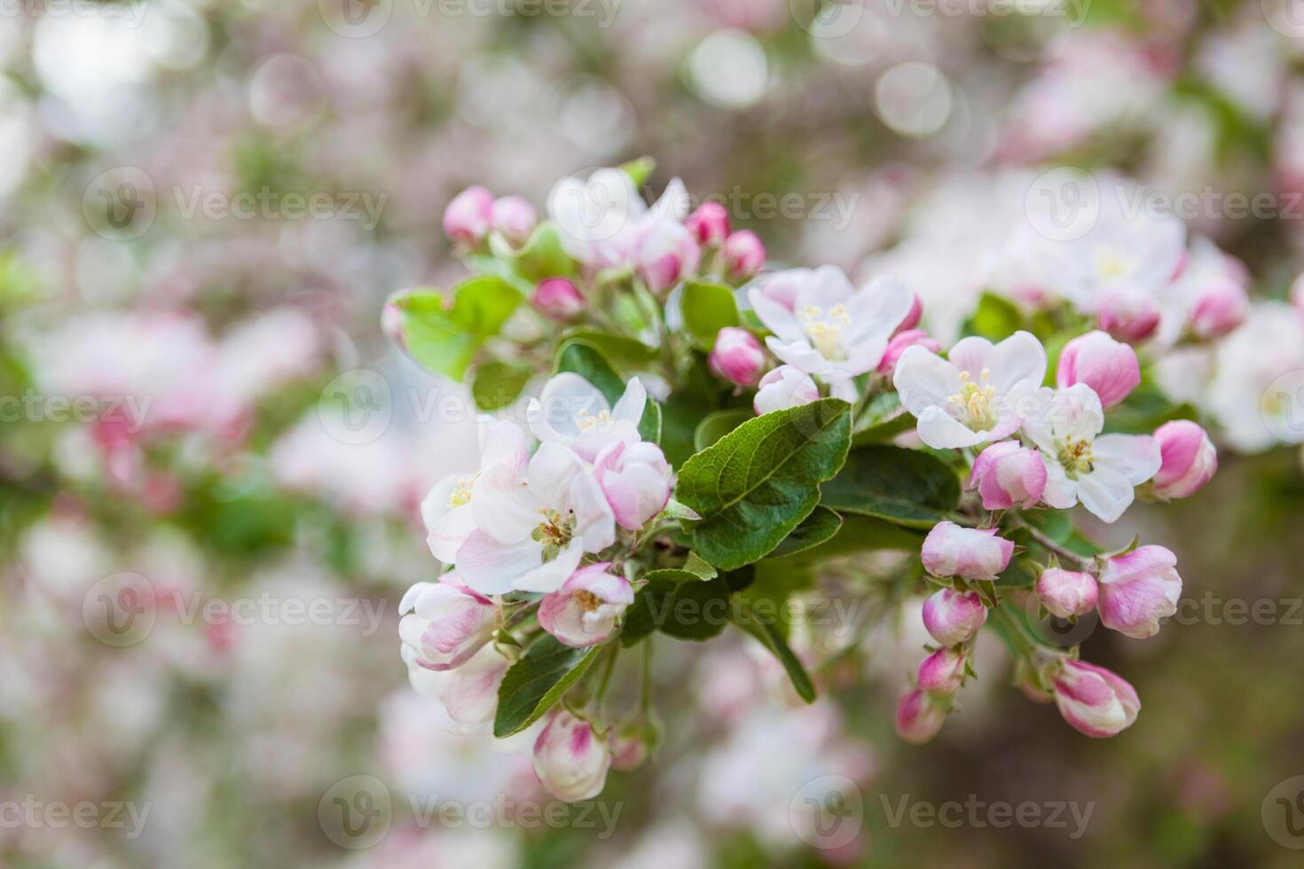 Spring bright horizontal bokeh background with blooming white and pink apple tree flowers, close up view photo