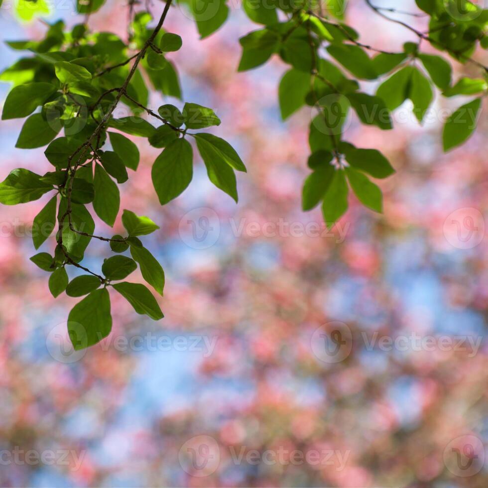 Spring blur bokeh square background with green branches photo