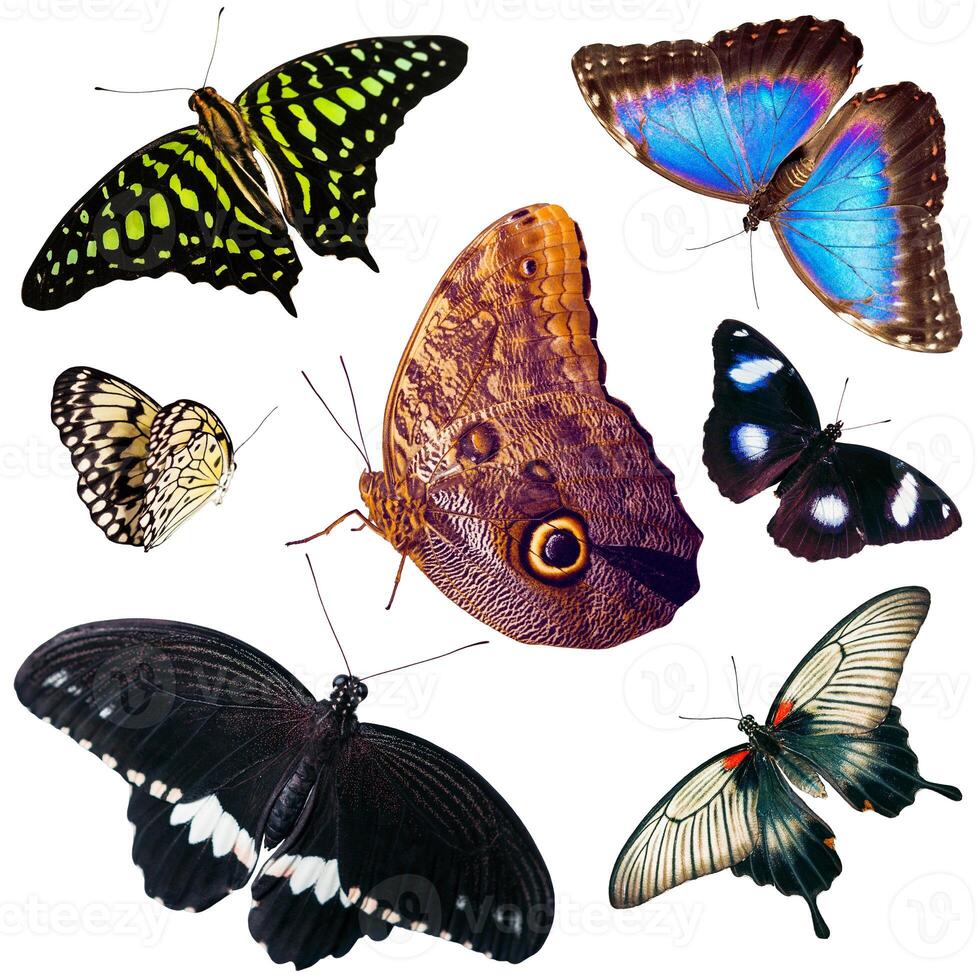 Set of isolated butterflies photo