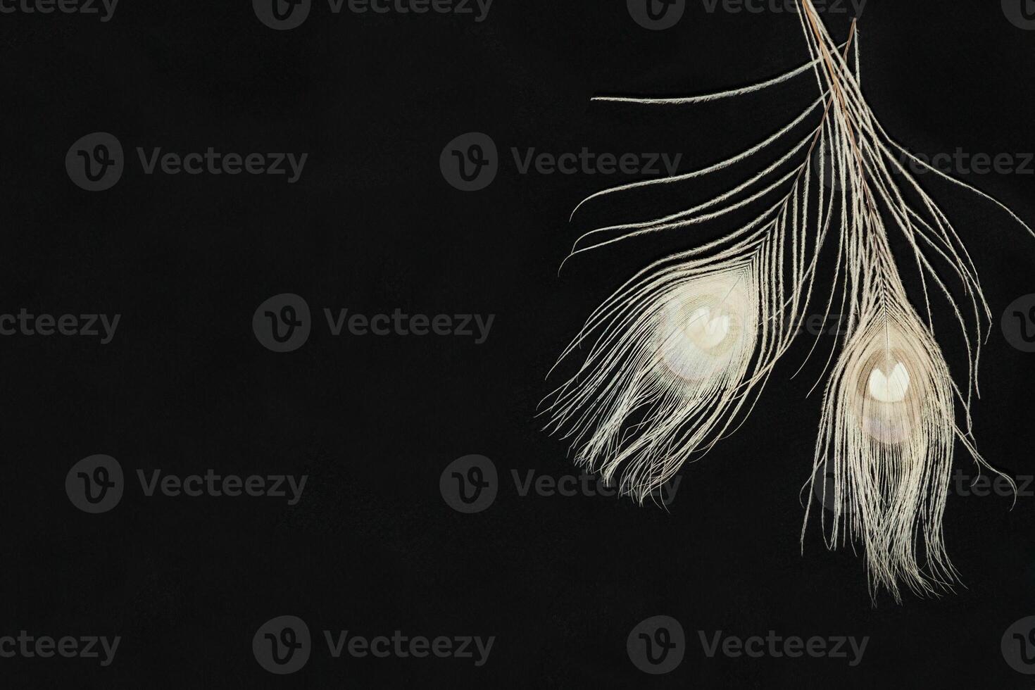 Black Horizontal Background With White Ranunculus Flowers And Feathers photo