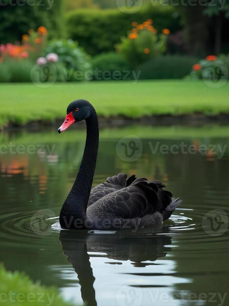 A black swan with a red beak swimming in a pond, green grass and flowers in the background photo