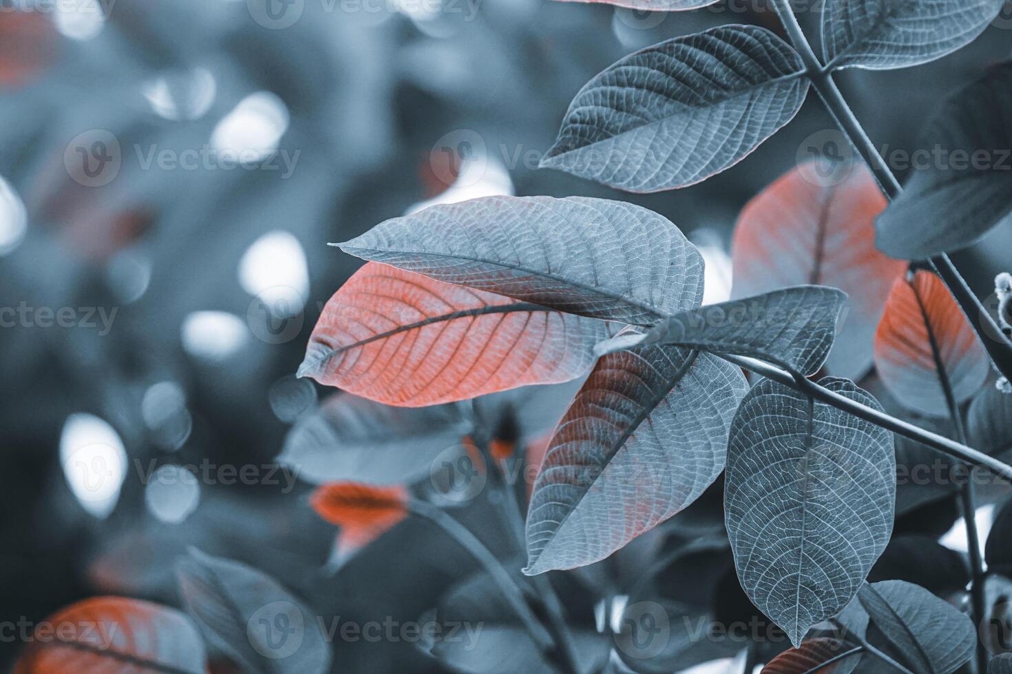 blue tree leaves in the nature in wintertime season photo