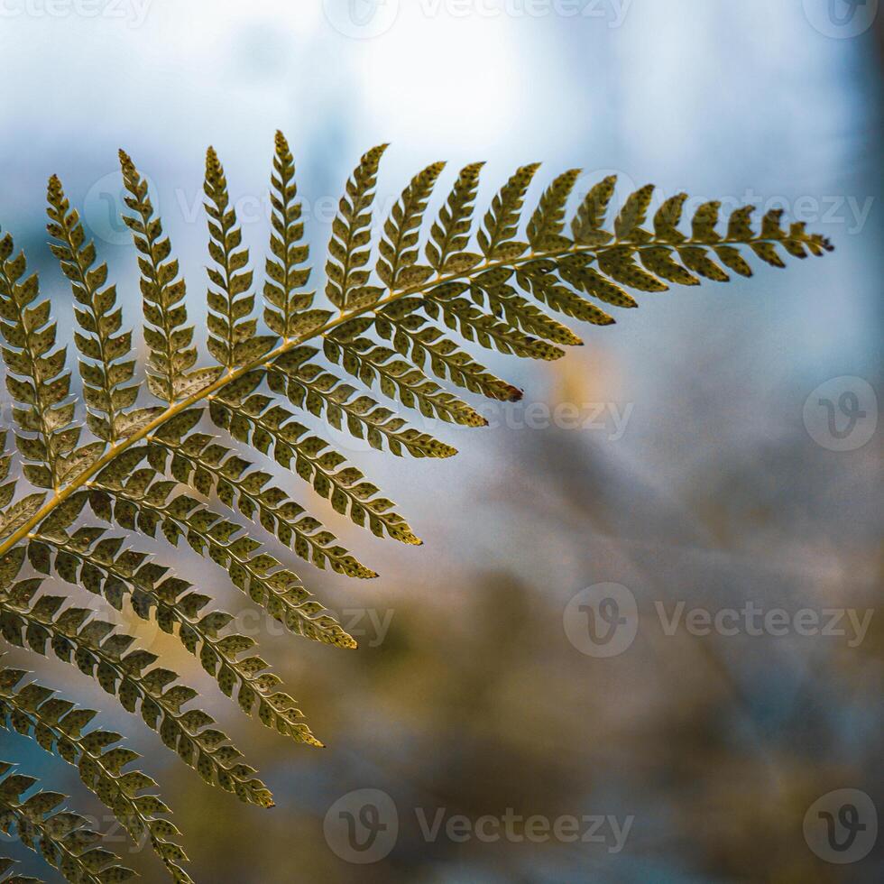 green fern leaf in the forest, spring photo