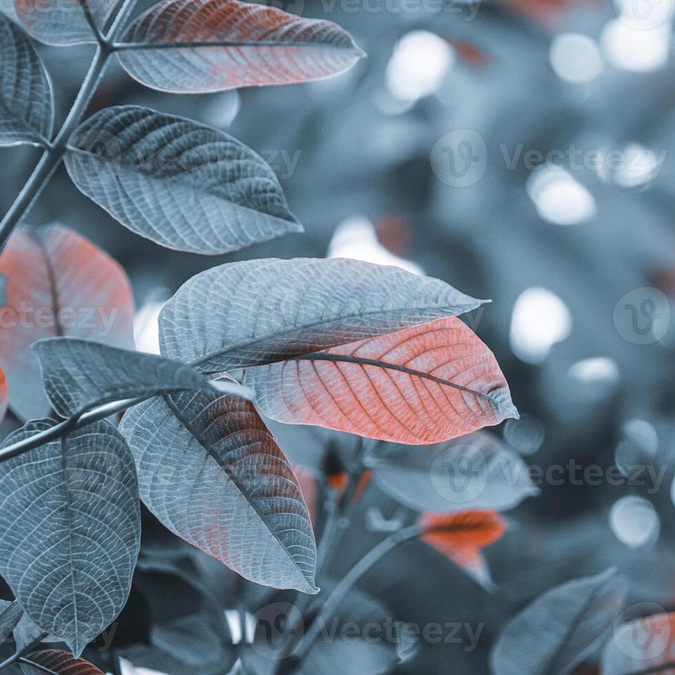 blue tree leaves in the nature in winter season, in the nature photo