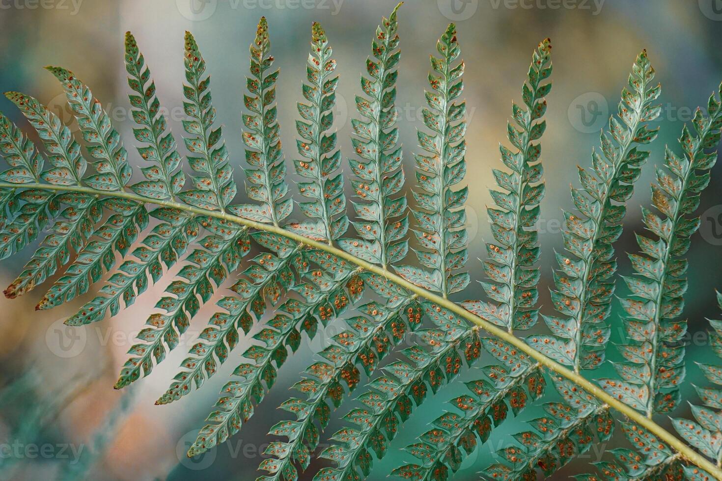 green fern leaf in the forest in springtime in the forest photo