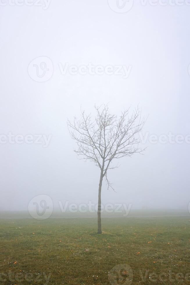 tree on the mountain with fog in wintertime photo