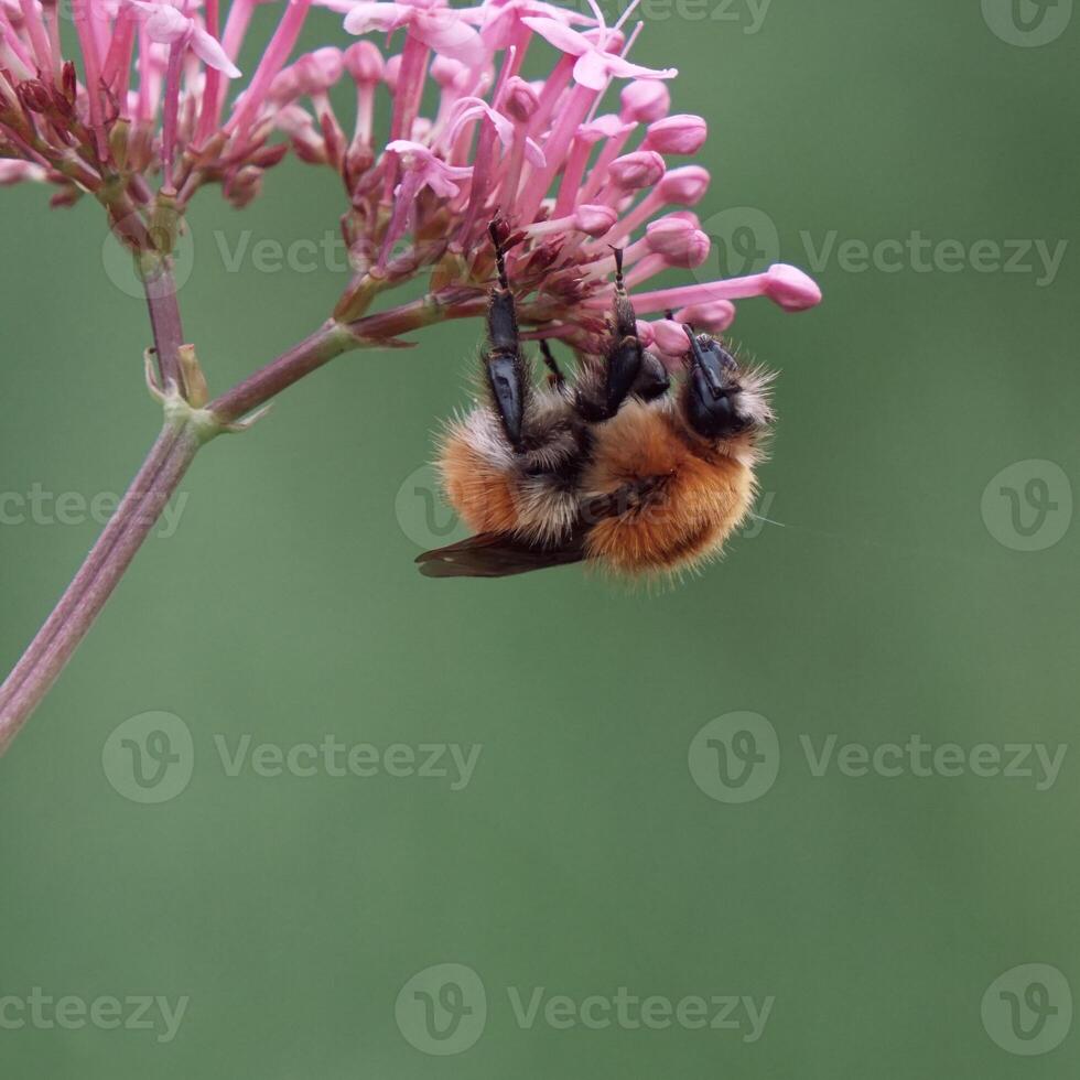 bumblebee on a flower in springtime, Bombus terrestris photo