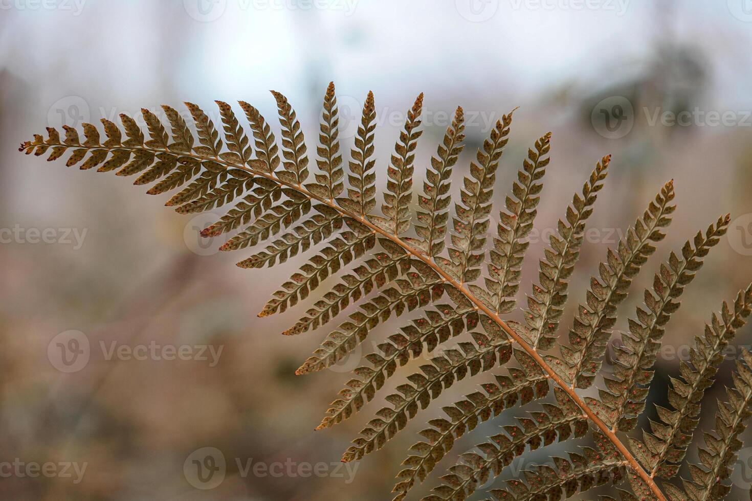green fern leaf in the forest in spring photo