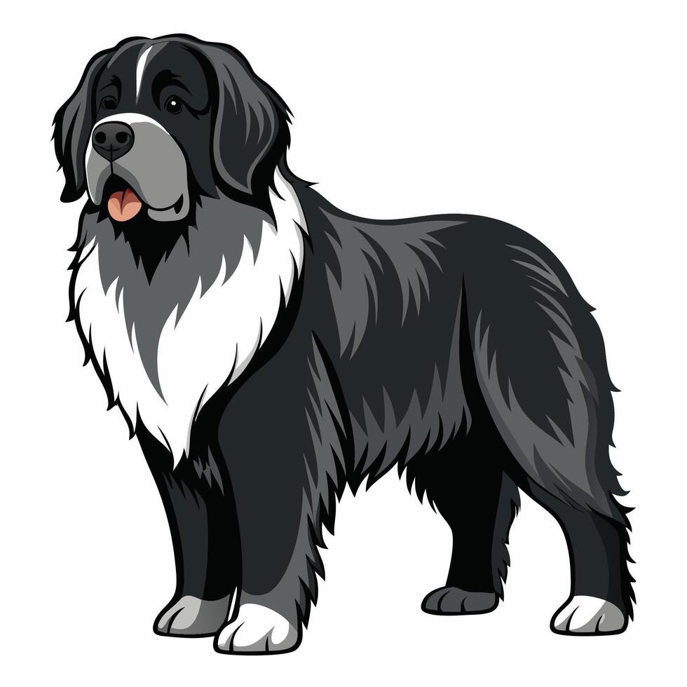 Isolated Newfoundland Dog Standing Proud on a Pristine White Background vector