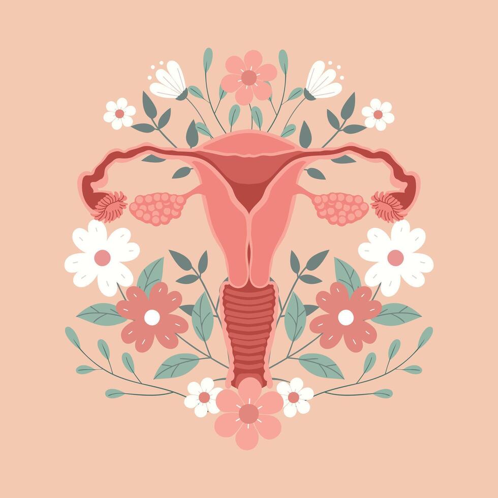Artistic illustration of the female reproductive system with floral elements vector