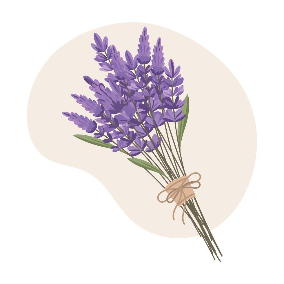 Beautiful bouquet of lavender flowers with a bow. Lavender flowers. Illustration for a wedding invitation, postcard, logo. vector
