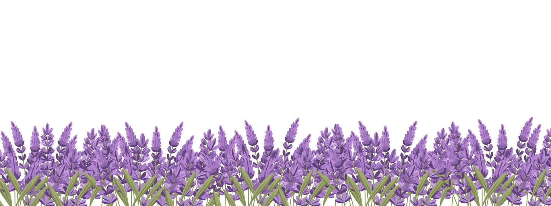 Lavender flowers border on white background. Lavender flower meadow. Illustration. vector