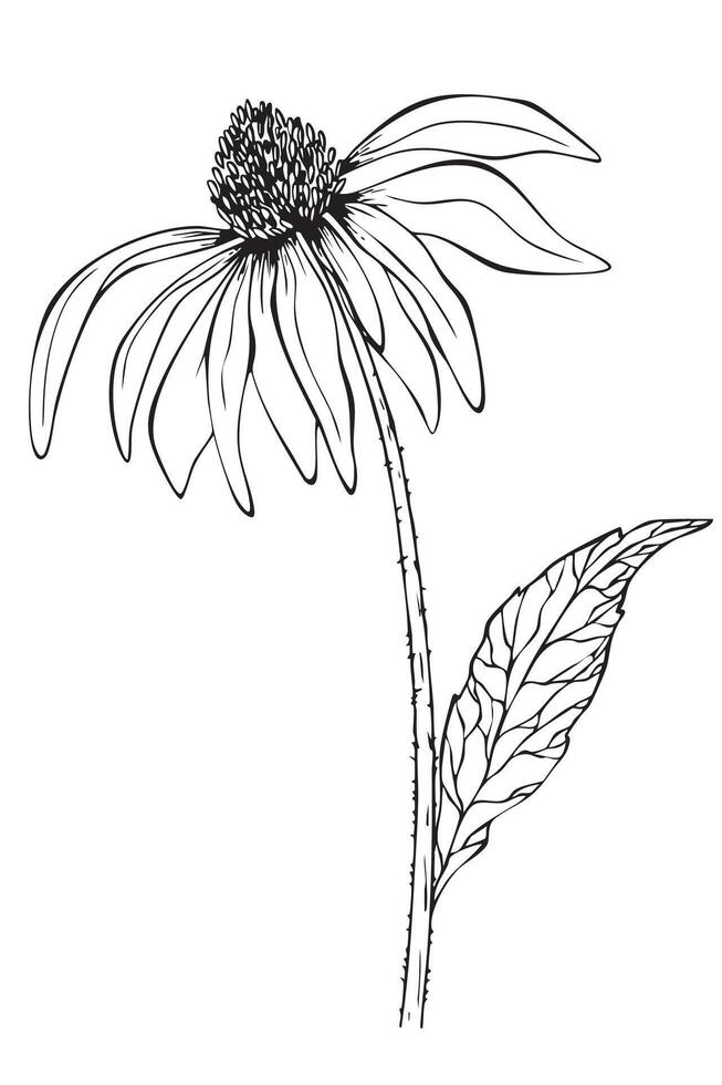 Rudbeckia Coneflower. One flower on white background. vector