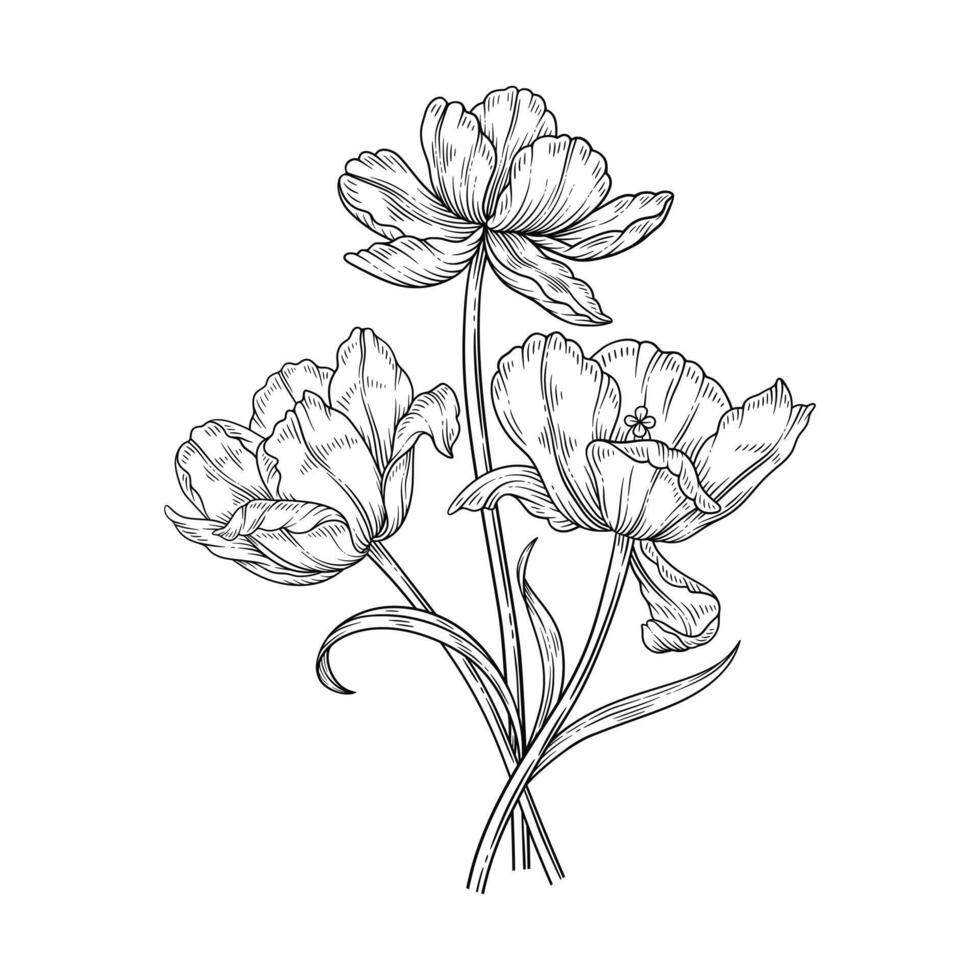 Tulip line art bouquet. Beautiful blooming flowers sketch, graceful thin line, isolated on white background. Drawing element for Easter, Mother Day, Canadian Tulip Festival. vector