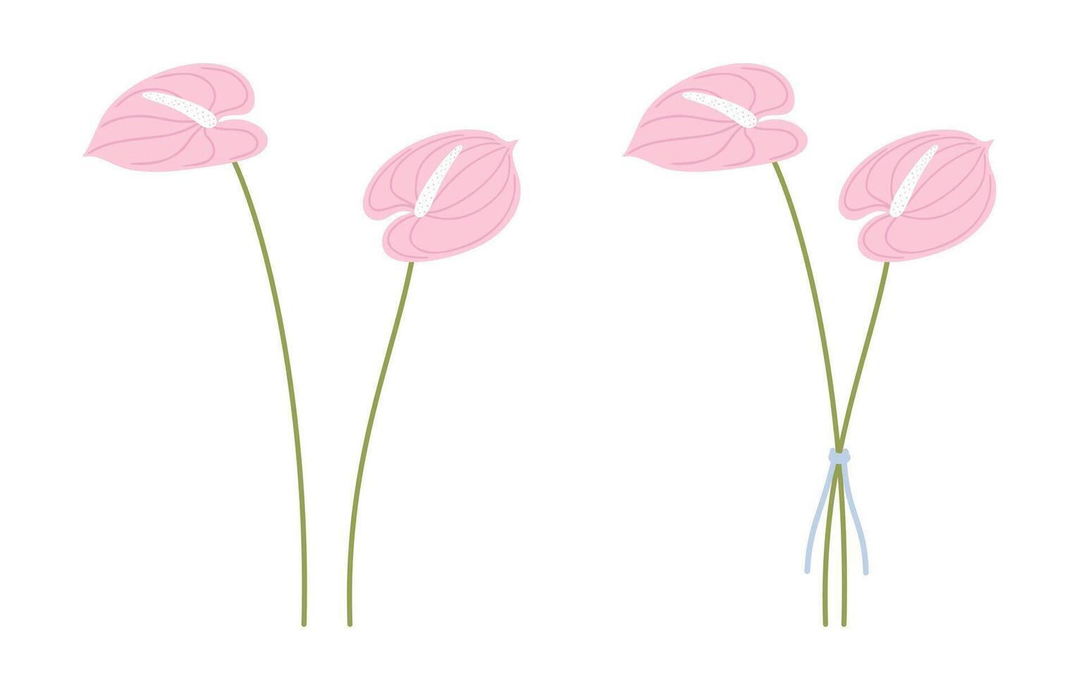 Set bouquets of pink anthurium flowers with green stems on a white background. Bunches of delicate wildflowers for design projects vector