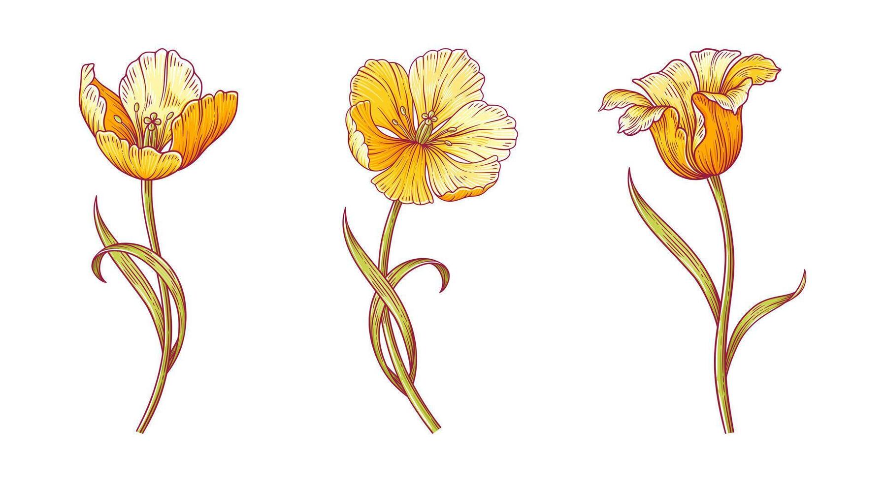 Tulips, three bright yellow flowers set. Beautiful spring blooms with leaves for Easter, Mother Day or Canadian Tulip Festival decor. Hand drawn elements on white. Illustration for design vector