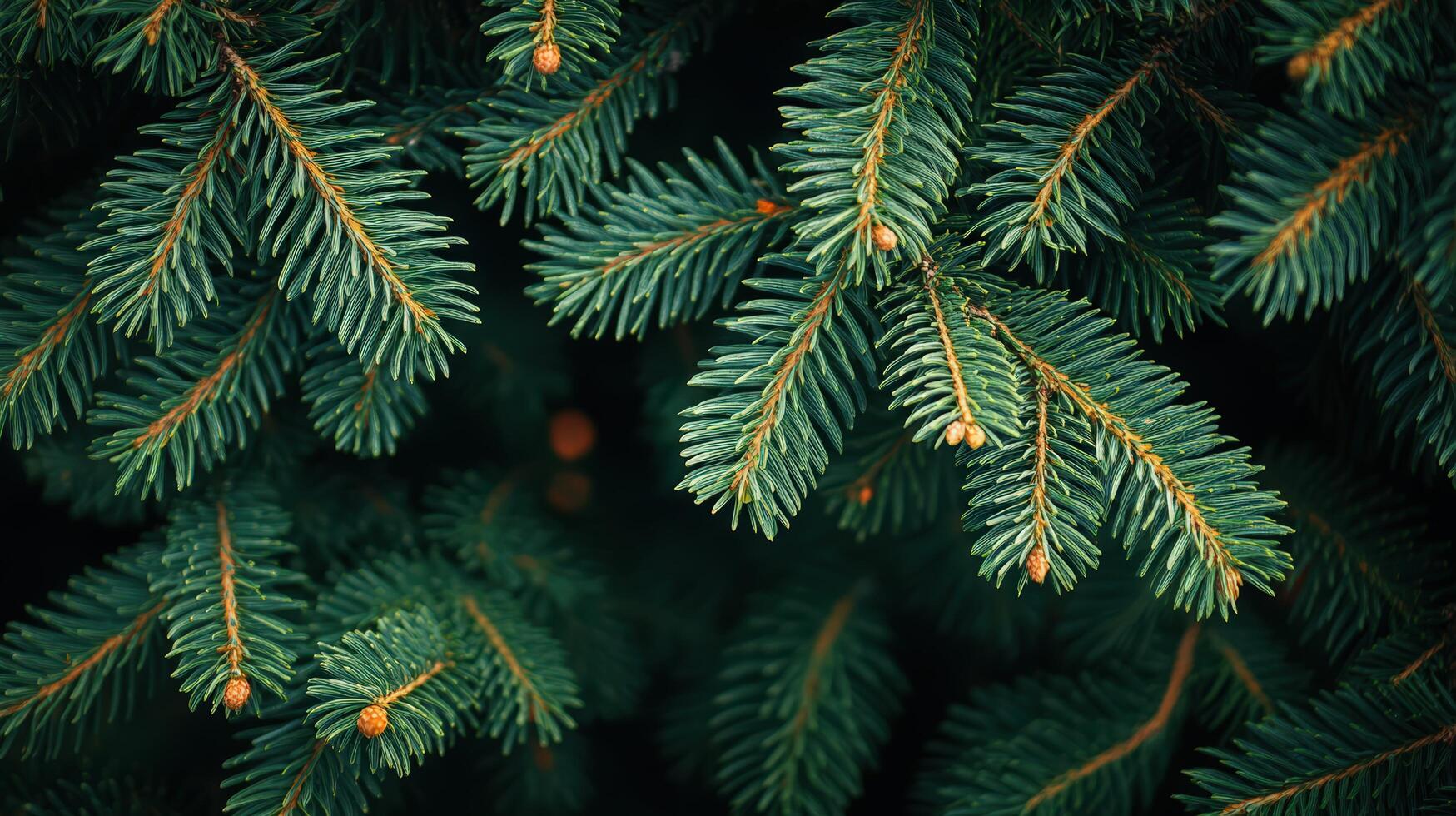 Rich Green Branches of a Christmas Tree Create a Festive, Natural Background for Seasonal Decor photo