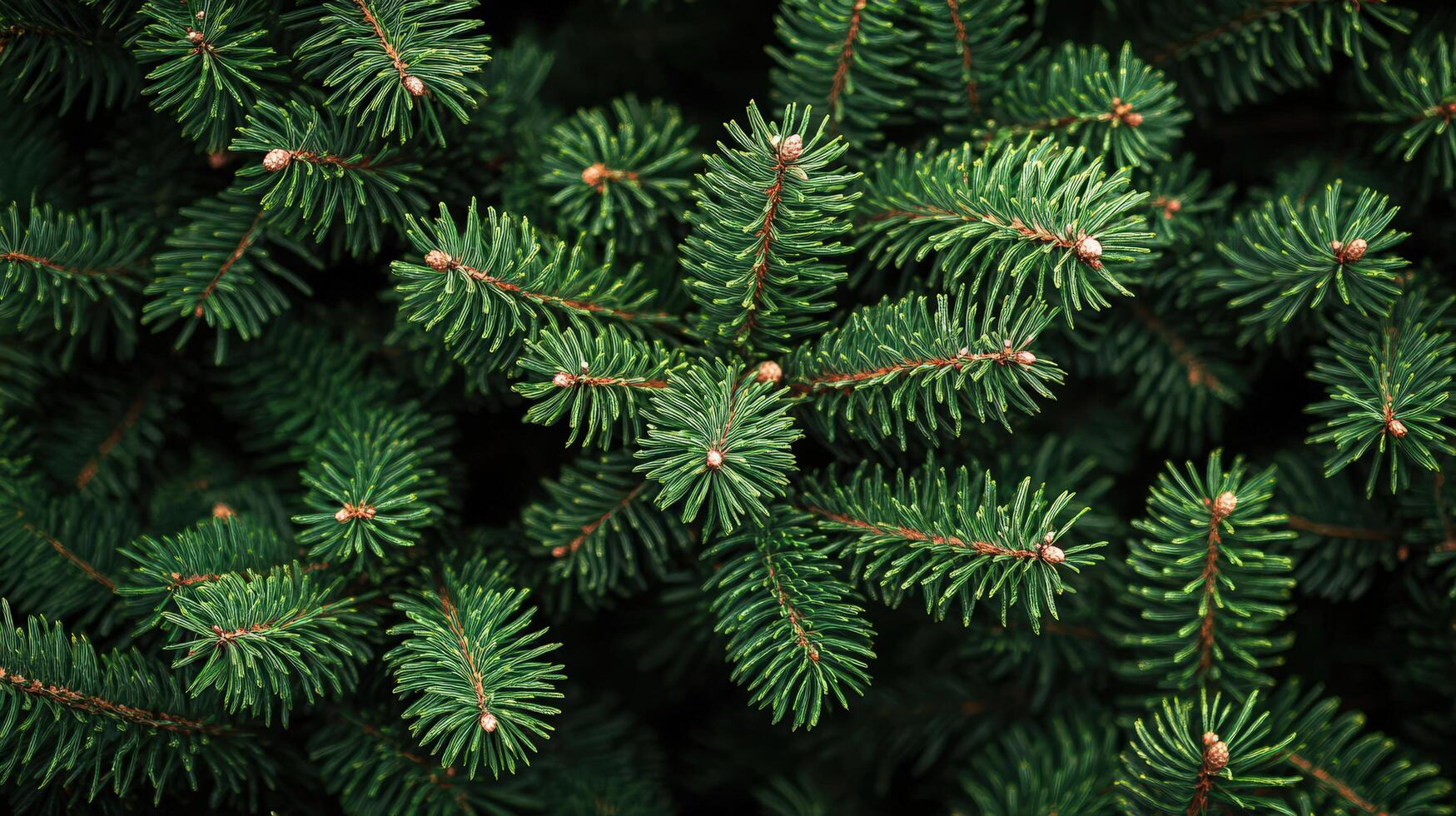 Close-up View of Lush Green Christmas Tree Branches in High Resolution Capturing Festive Spirit photo