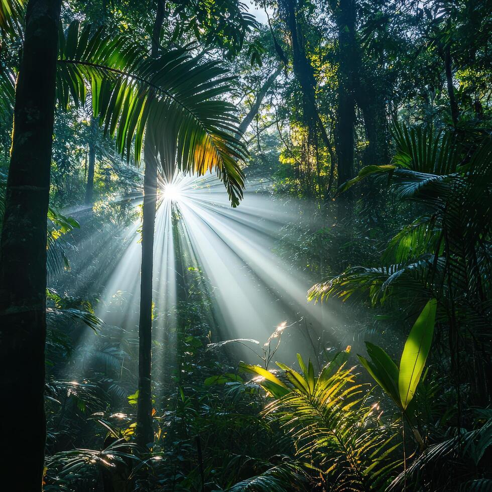 Sunlight Streams Through the Lush Jungle Canopy Creating Ethereal Beams of Light and Shadow photo