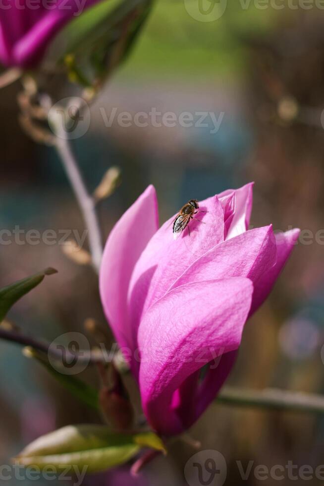 A close-up of a pink magnolia flower with a small hoverfly resting on its delicate petals. A vibrant macro shot spring nature details photo