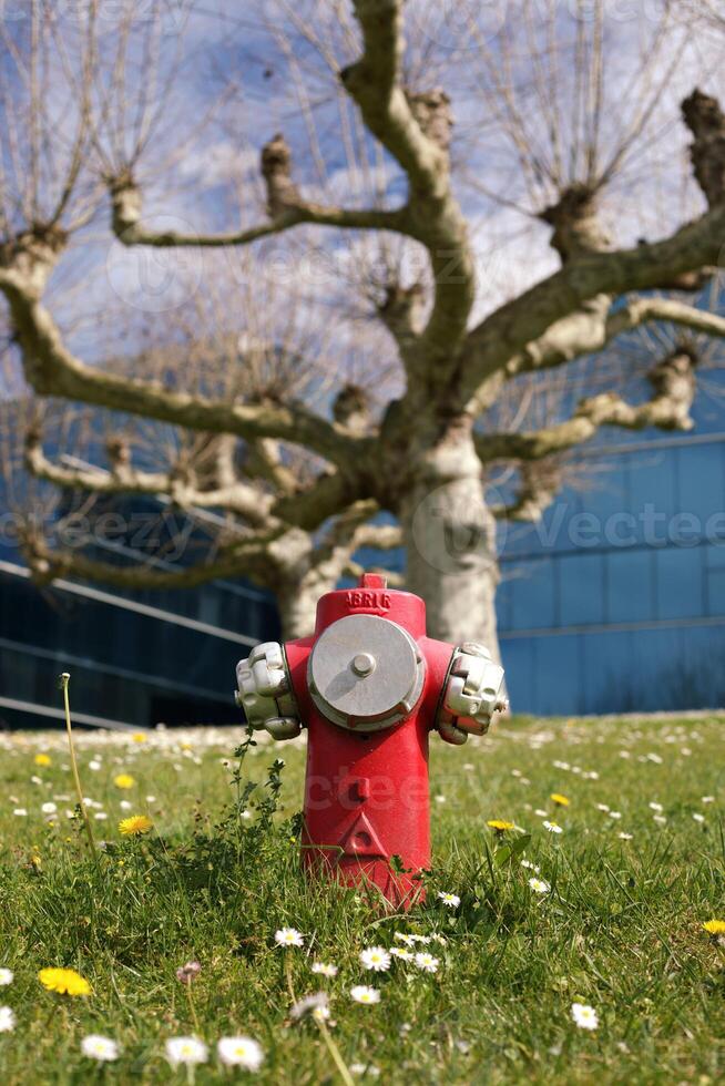 A red fire hydrant on a green lawn with blooming flowers, against a modern glass building and a leafless tree with twisted branches photo