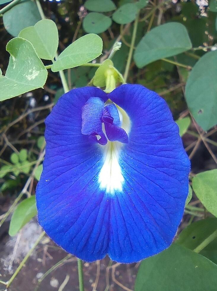 Blue pea flower photo