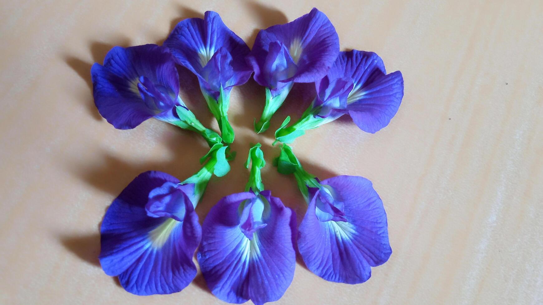 Purple butterfly pea flower unique photo