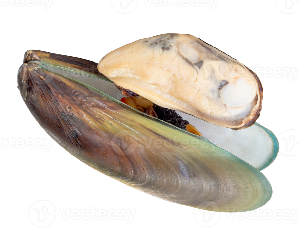 Cooked or steamed green mussels with green mussels meat in stack isolated with clipping path in file format png