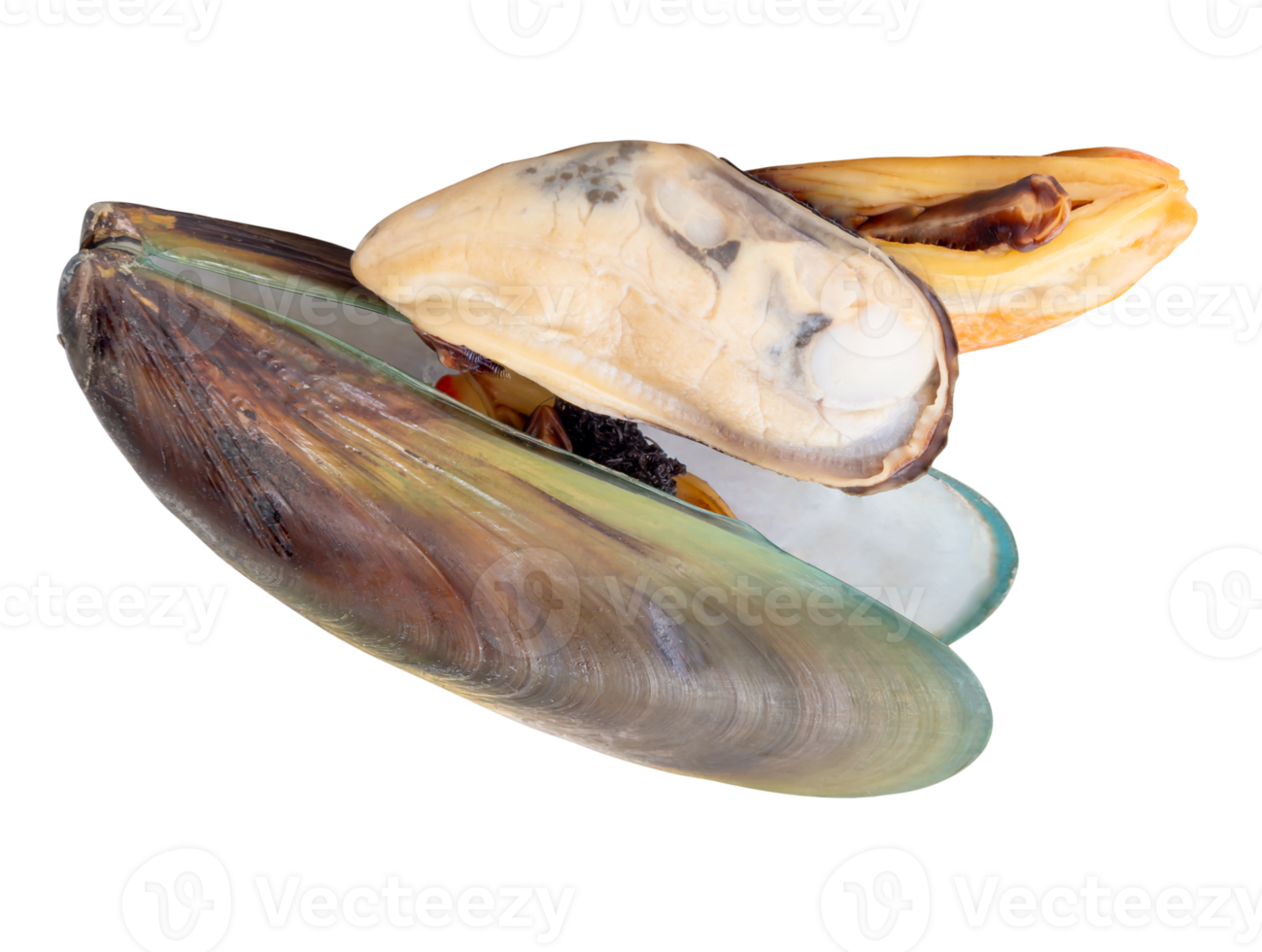 Three cooked or steamed green mussels with green mussels meat in stack isolated with clipping path in file format png