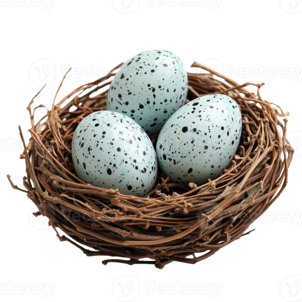 Three speckled eggs in a natural twig nest isolated on transparent background png