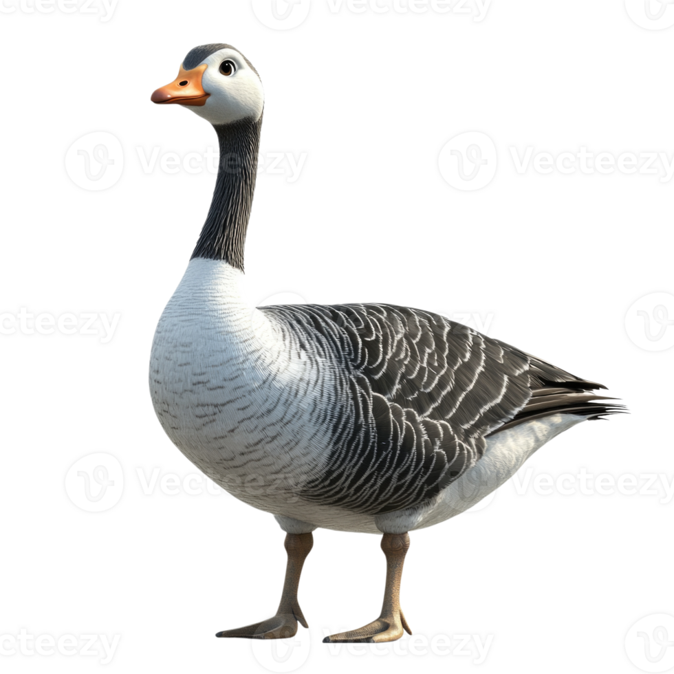 Domestic goose standing upright on isolated transparent background png