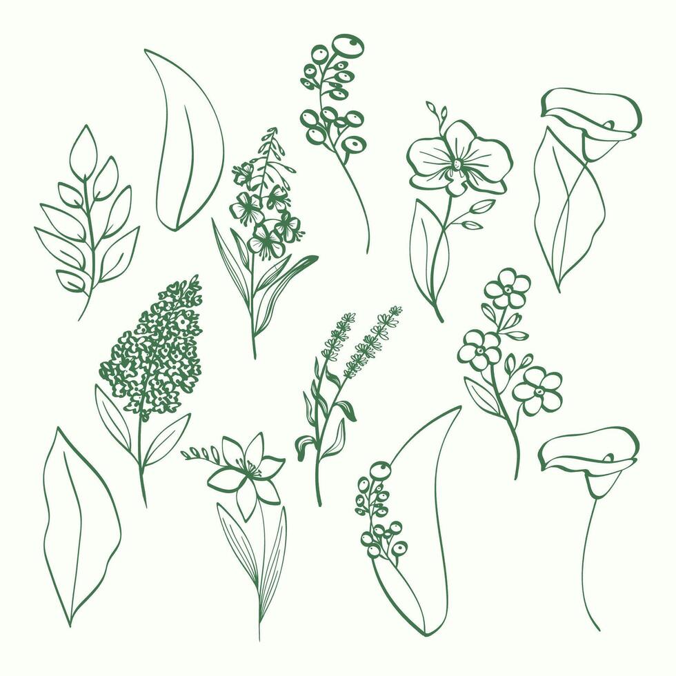 Collection of botanical drawings of various flowers and leaves in green line art vector