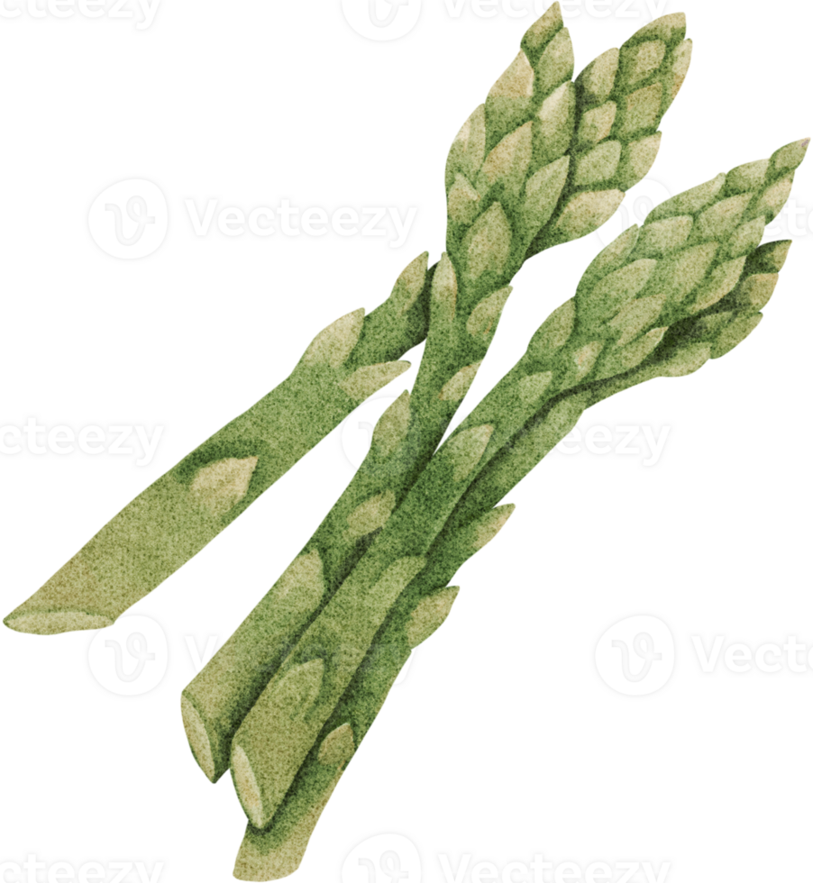 Fresh asparagus is rich in vitamins png