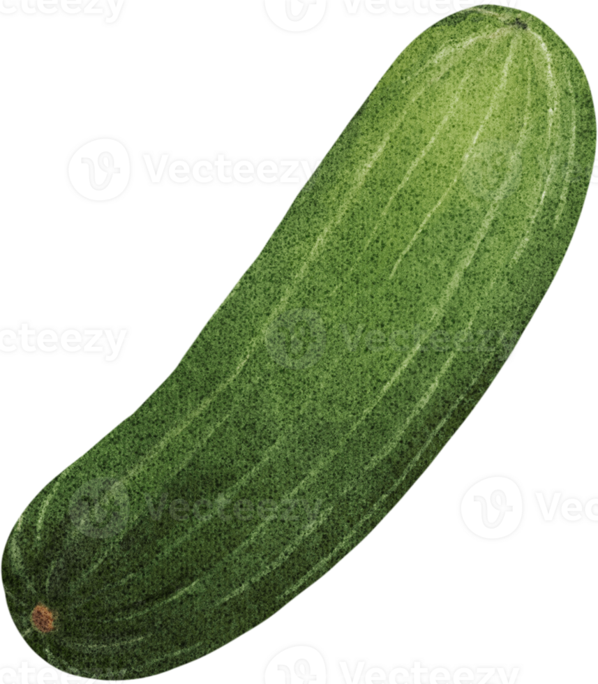 Fresh cucumbers are rich in vitamins png