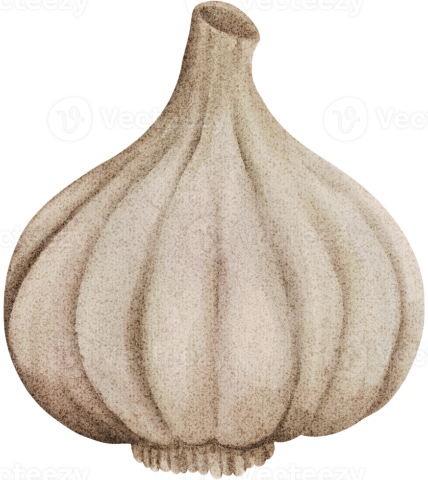 Freshly garlic are rich in vitamins png