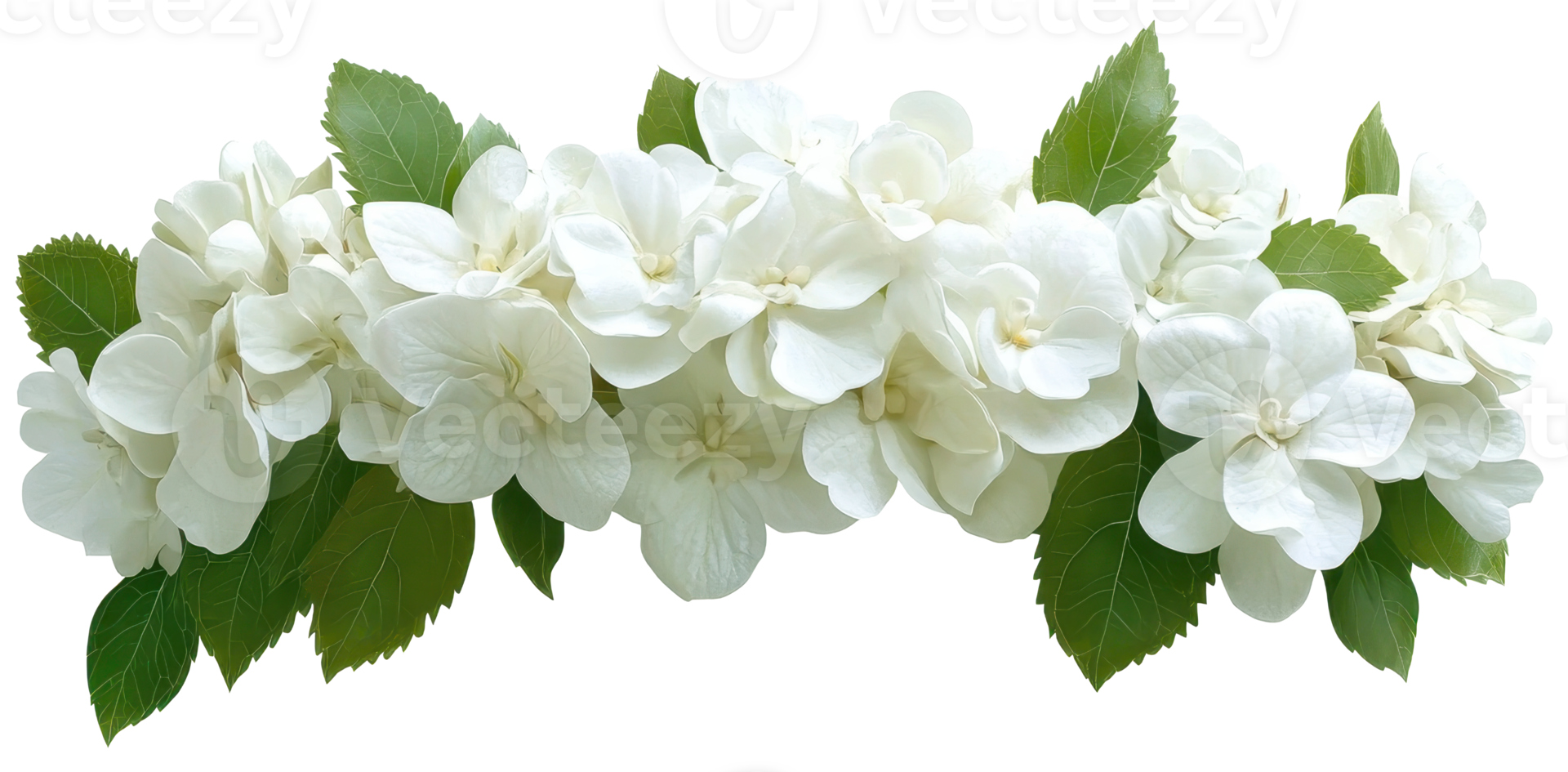 Elegant white hydrangea blossom floral arrangement lush green leaves isolated transparent background png