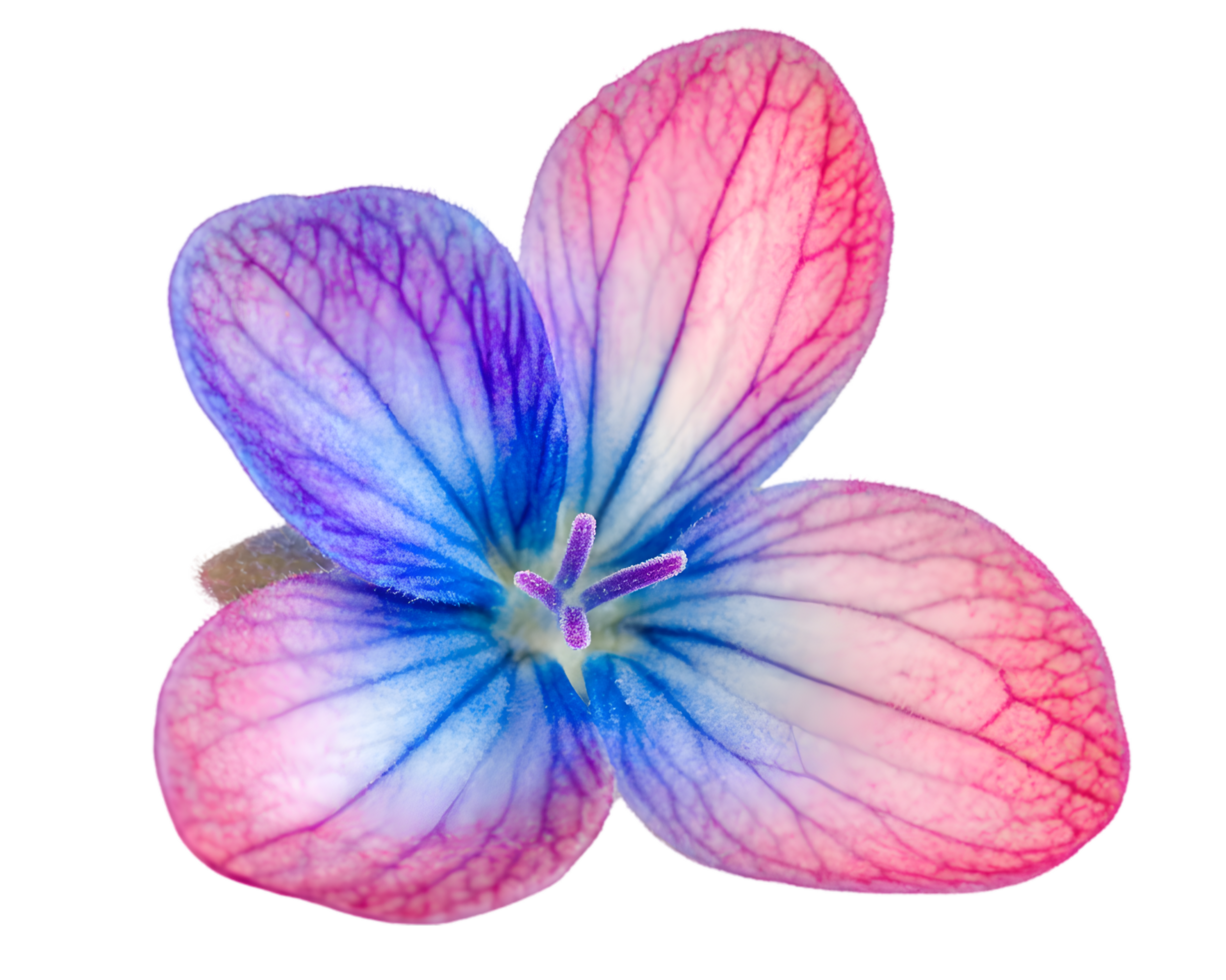 Bright Multicolored Flower with Detailed Texture png