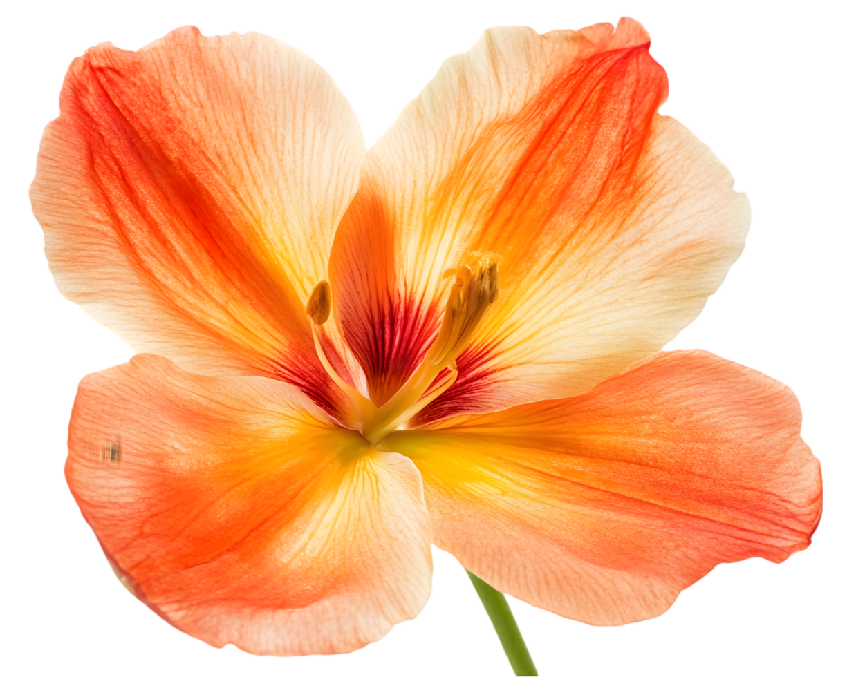 Peachy Orange Flower Closeup png