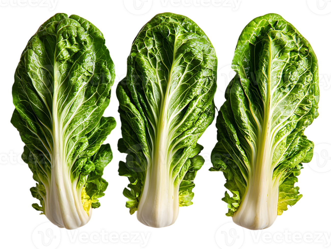 Crisp Green Bok Choy Cluster on Transparet Backdrop png
