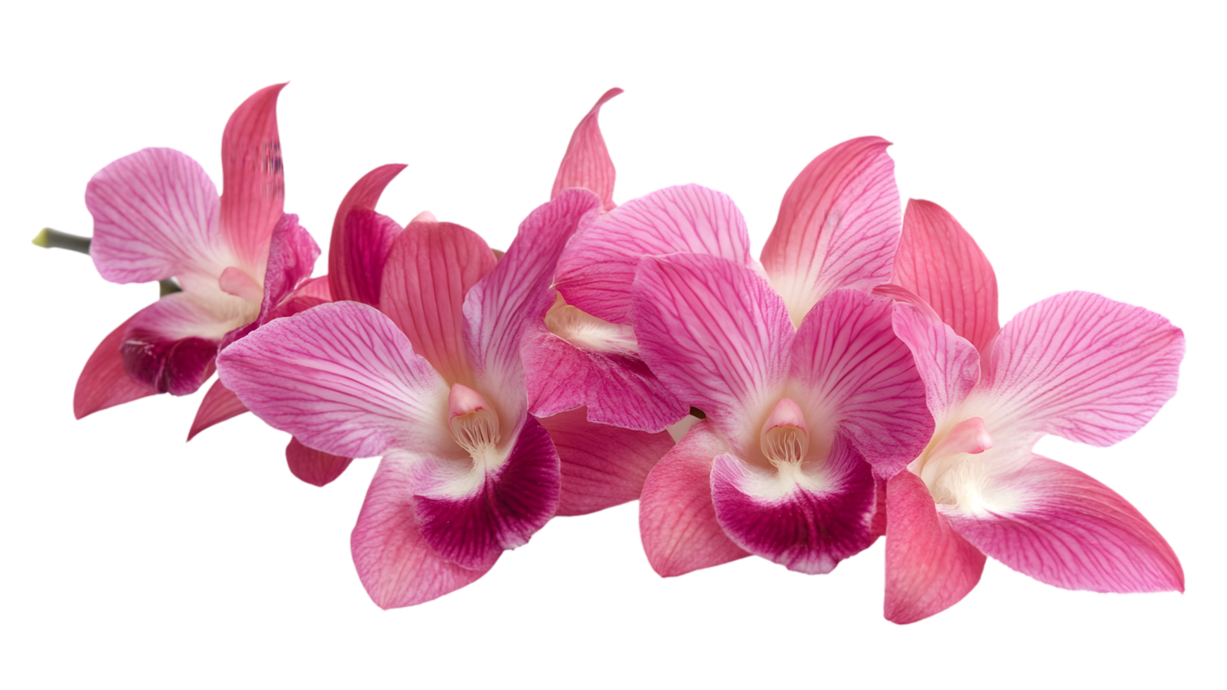 Vibrant Cluster of Pink Orchids in Studio Setting png