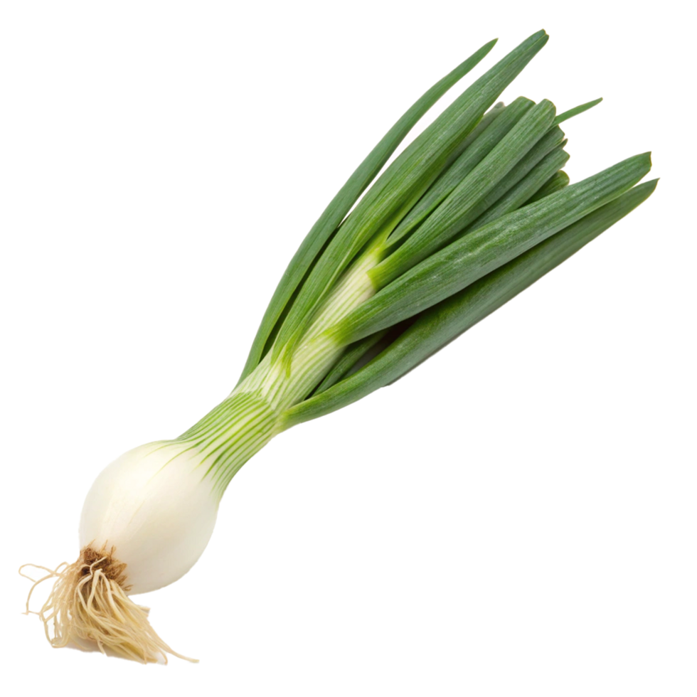 Fresh green onion close up png