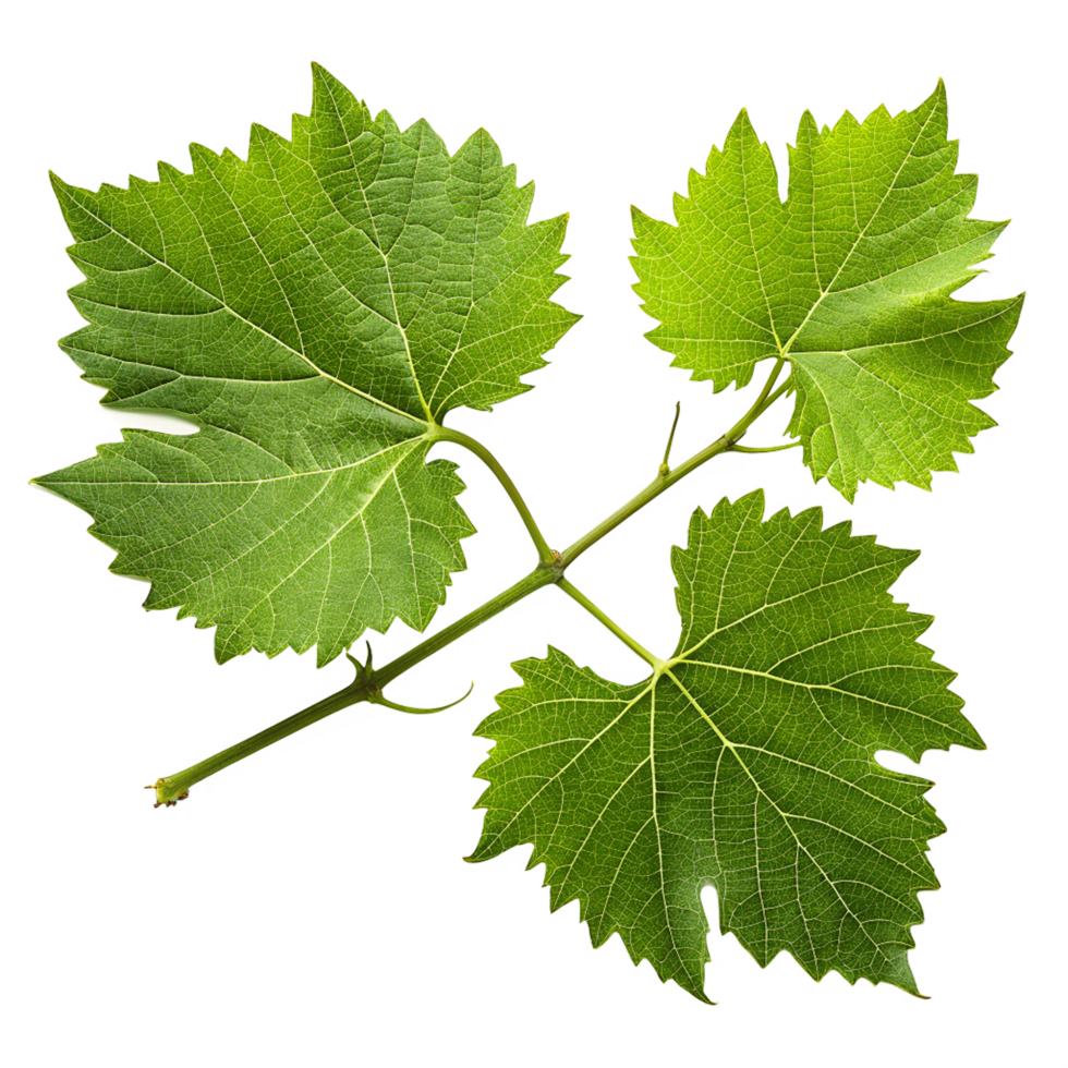 Grape leaves on transparent background png