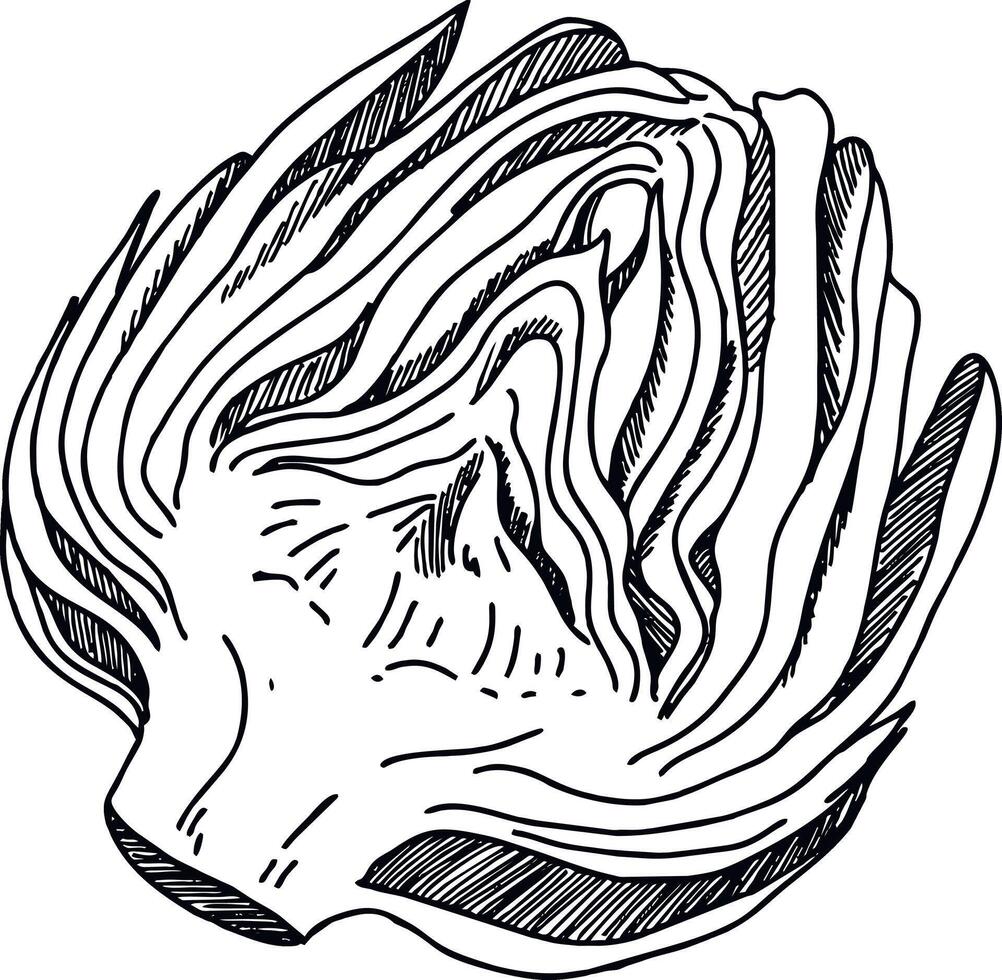Sketch drawing of the artichoke line vector